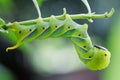 Death head hawkmoth caterpillar on Jasmin plant Royalty Free Stock Photo