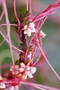 Greater dodder