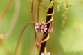 Greater dodder, Cuscuta europaea