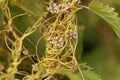 Greater dodder, Cuscuta europaea