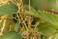 Greater dodder, Cuscuta europaea