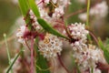 Greater dodder