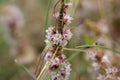 Greater dodder