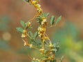 Cuscuta, dodder, parasitic plant on alfalfa Royalty Free Stock Photo