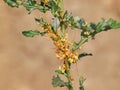 The greater dodder or European dodder, parasitic plant. Cuscuta europaea Royalty Free Stock Photo