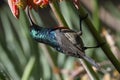 Greater double-collared male sunbird Royalty Free Stock Photo