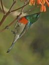 Greater Double Collared Sunbird