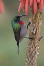 Greater double-collared sunbird (Cinnyris afer) Royalty Free Stock Photo