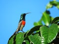 Greater double-collared sunbird (Cinnyris afer) Royalty Free Stock Photo