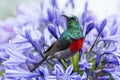 Greater Double-collared Sunbird Royalty Free Stock Photo