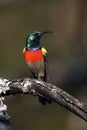 The greater double-collared sunbird Cinnyris afer sitting on a branch with lichen. Very colorful tiny bird on a twig with a dark Royalty Free Stock Photo