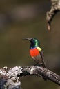 The greater double-collared sunbird Cinnyris afer sitting on a branch with lichen. Very colorful tiny bird on a twig with a dark Royalty Free Stock Photo