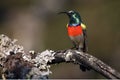 The greater double-collared sunbird Cinnyris afer sitting on the branch with lichens with brown background Royalty Free Stock Photo