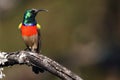 The greater double-collared sunbird Cinnyris afer sitting on the branch with lichens.Mountain sunbird on the branch with brown