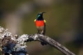 The greater double-collared sunbird Cinnyris afer sitting on the branch with lichens.Mountain sunbird on the branch with brown Royalty Free Stock Photo