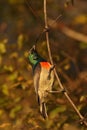 The greater double-collared sunbird Cinnyris afer sitting on the thin twig Royalty Free Stock Photo