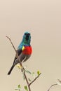 Greater Double-collared Sunbird (Cinnyris afer) Royalty Free Stock Photo