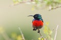 Greater Double-collared Sunbird (Cinnyris afer) Royalty Free Stock Photo