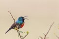 Greater Double-collared Sunbird (Cinnyris afer) Royalty Free Stock Photo