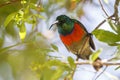 Greater Double-collared sunbird Royalty Free Stock Photo