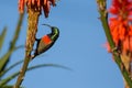 Greater double collared sunbird Royalty Free Stock Photo