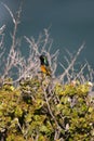 Greater Double-Collared Sunbird, nectarinia afra, Male standing on Branch, South Africa Royalty Free Stock Photo