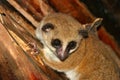 Greater dwarf lemur Royalty Free Stock Photo