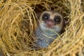 Greater Dwarf Lemur Royalty Free Stock Photo