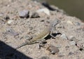 Greater Earless Lizard Royalty Free Stock Photo