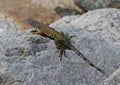 Resting Greater Earless Lizard