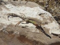 Greater Earless Lizard