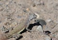 Greater Earless Lizard Profile Royalty Free Stock Photo