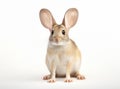 Greater Egyptian jerboa, sitting facing front. Close-up of Jaculus orientalis looks towards the camera. Exotic animal