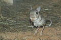 Greater egyptian jerboa