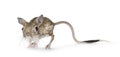 Greater Egyptian Jerboa on white background