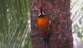 Greater flameback perching on the tree.(Selective focus)