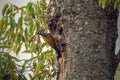 The greater flameback (Chrysocolaptes guttacristatus)