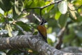 Greater flameback or Chrysocolaptes guttacristatus seen in Rongtong in India