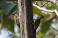 Pair of Greater flameback or Chrysocolaptes guttacristatus seen in Rongtong