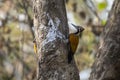 Greater flameback or Chrysocolaptes guttacristatus seen in Rongtong in India