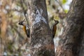 Pair of Greater flameback or Chrysocolaptes guttacristatus seen in Rongtong