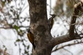 Pair of Greater flameback or Chrysocolaptes guttacristatus seen in Rongtong