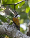 Greater flameback or Chrysocolaptes guttacristatus seen in Rongtong in India