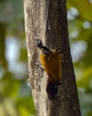 Greater flameback or Chrysocolaptes guttacristatus seen in Rongtong in India