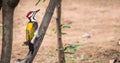 Greater flameback woodpecker Chrysocolaptes guttacristatus exploring and eating termites during rainy season.