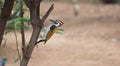 Greater flameback woodpecker Chrysocolaptes guttacristatus exploring and eating termites during rainy season.