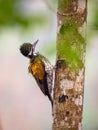 Greater Flameback woodpecker Chrysocolaptes guttacristatus at Kaeng Krachan National Park