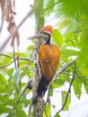 Greater Flameback woodpecker Chrysocolaptes guttacristatus at Kaeng Krachan National Park