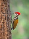 Greater Flameback woodpecker Chrysocolaptes guttacristatus at Kaeng Krachan National Park