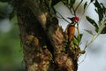 Greater flameback woodpecker